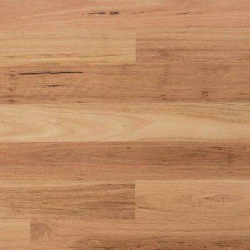 Blackbutt