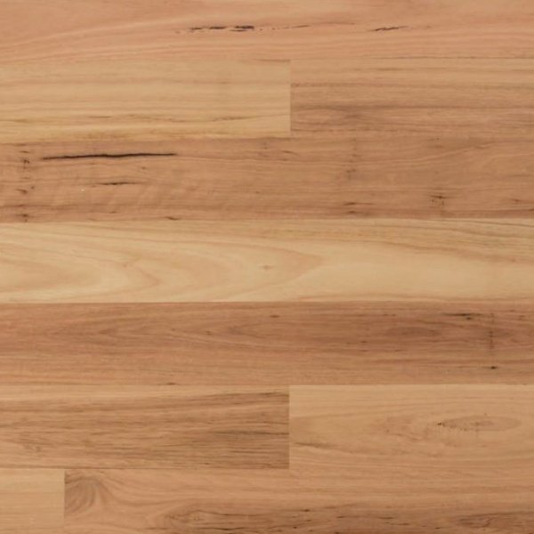 Blackbutt