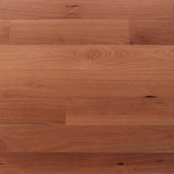 Sydney Blue Gum