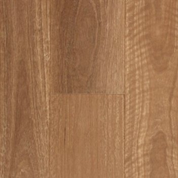 QLD Spotted Gum