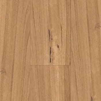 Blackbutt
