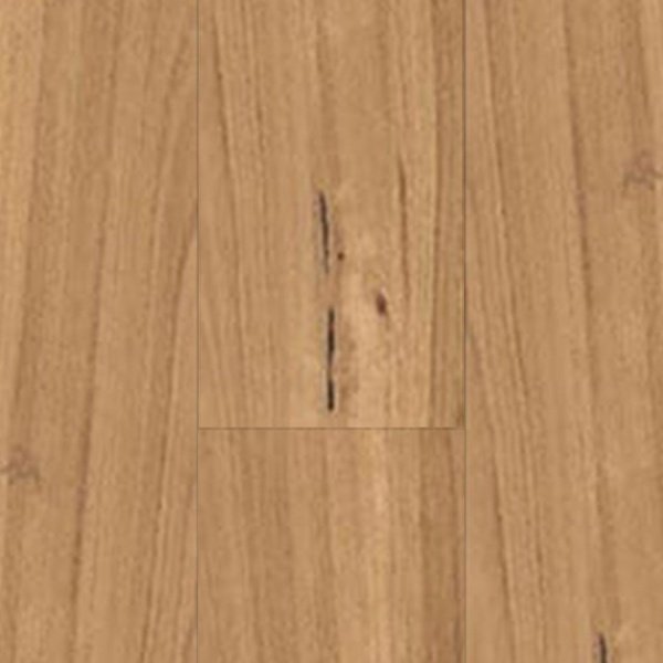 Blackbutt