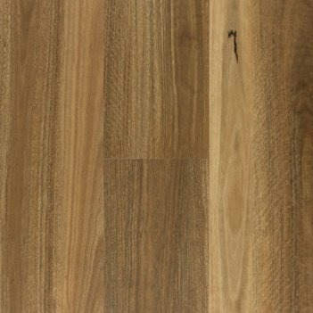 Scented Spotted Gum