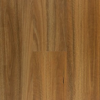 Northern Spotted Gum